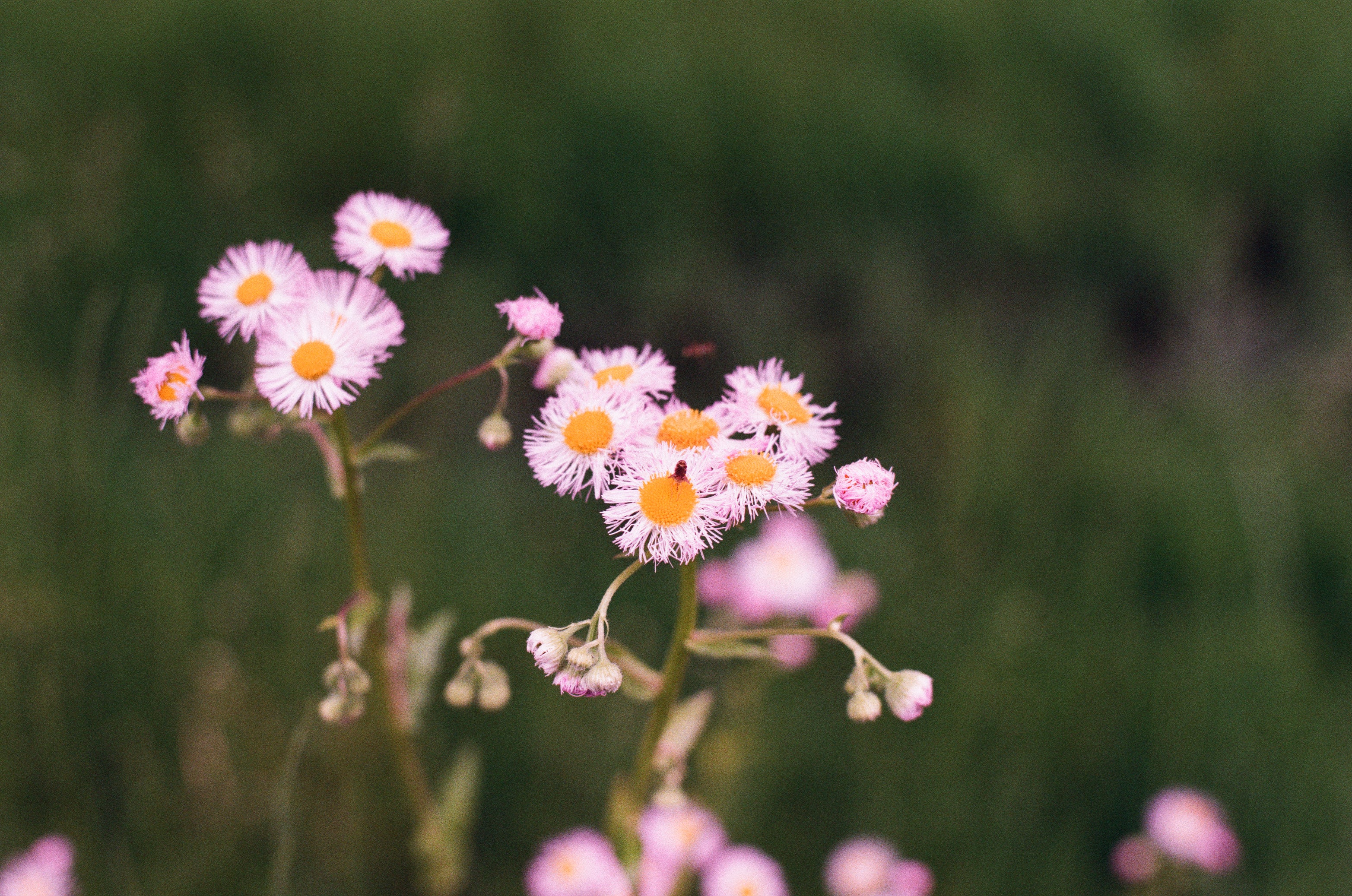 pink-flowers-with-orange-hearts-in-a-field.jpg